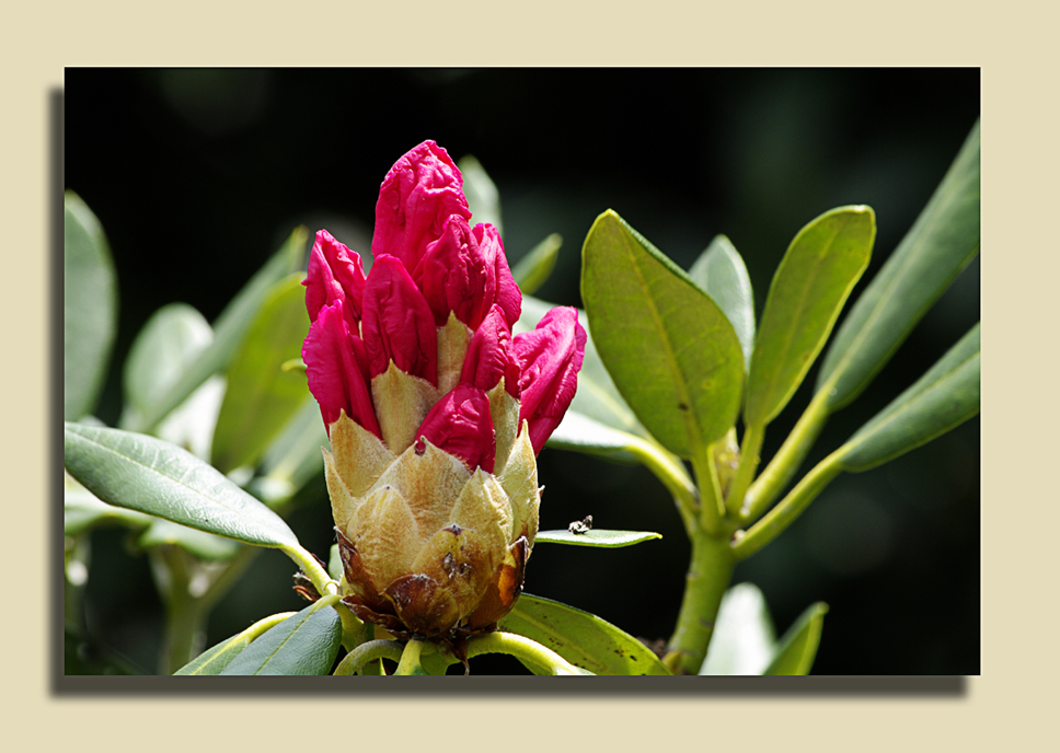 Rhododendron