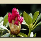 Rhododendron