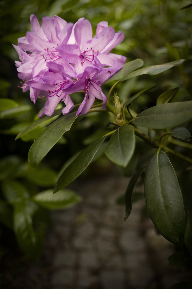 Rhododendron