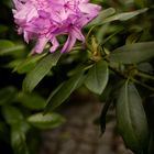 Rhododendron