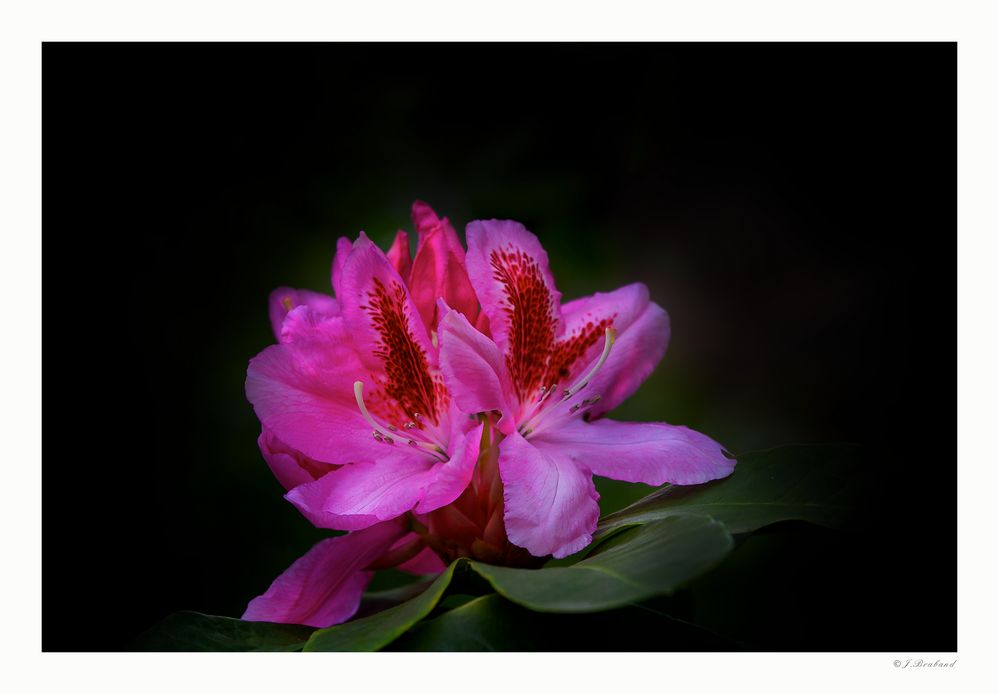 Rhododendron