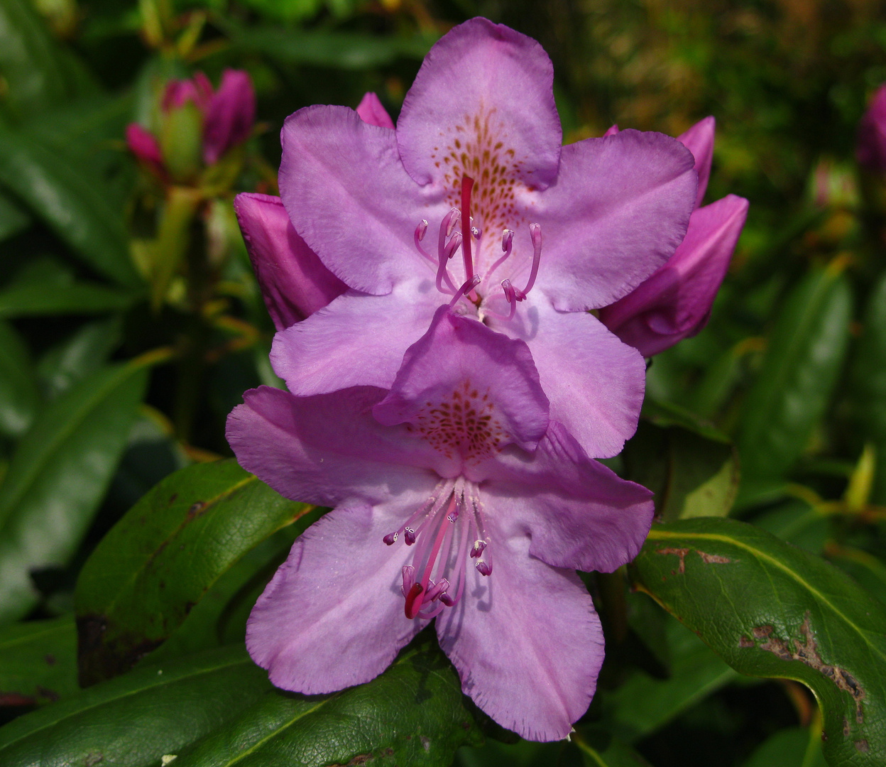 Rhododendron