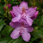 Rhododendron