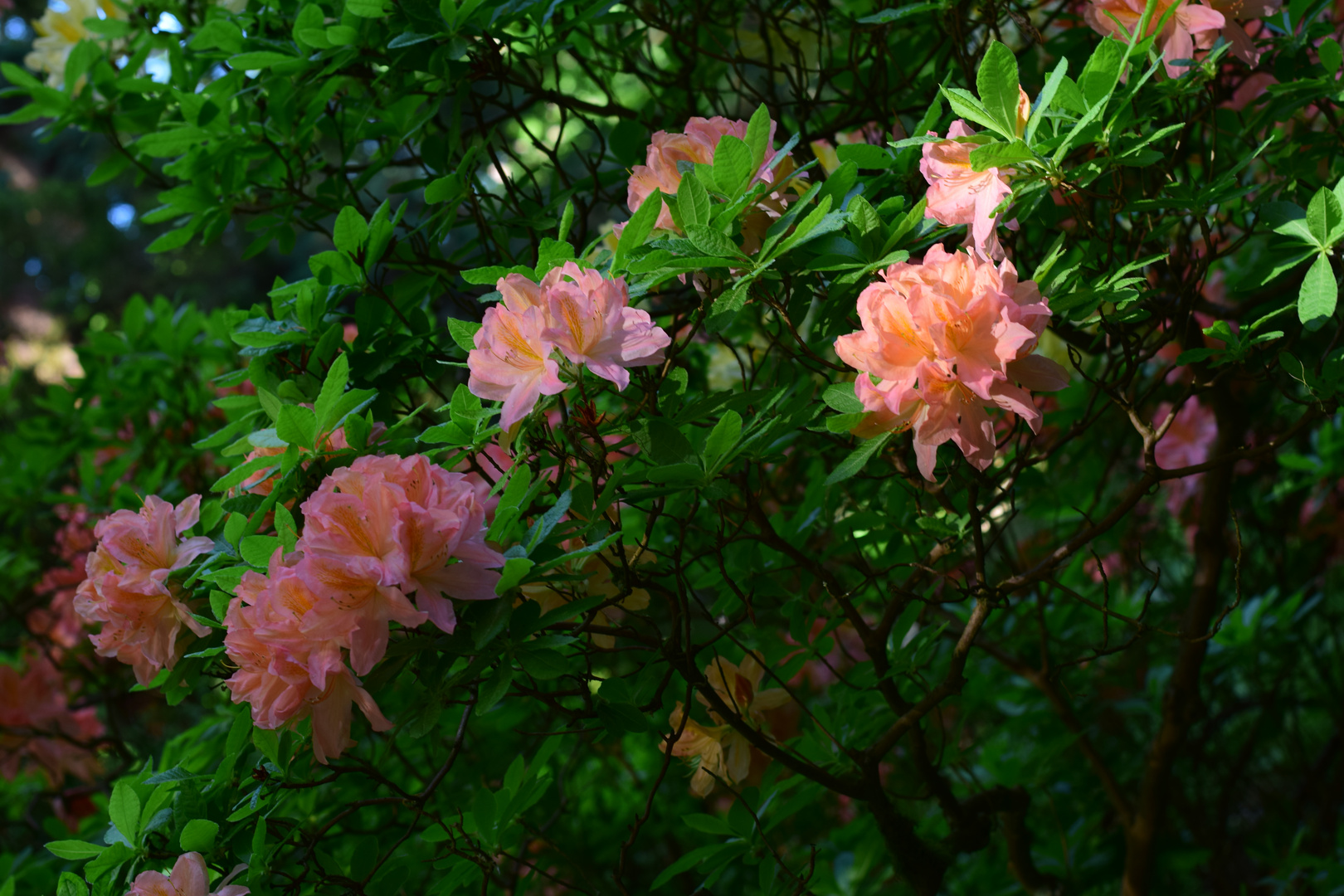 Rhododendron 