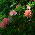 Rhododendron 