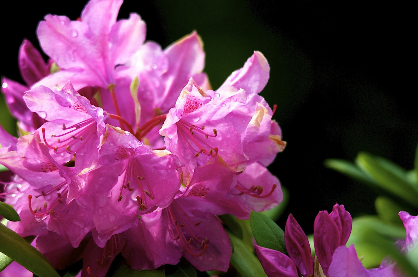 Rhododendron