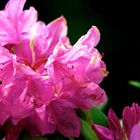 Rhododendron