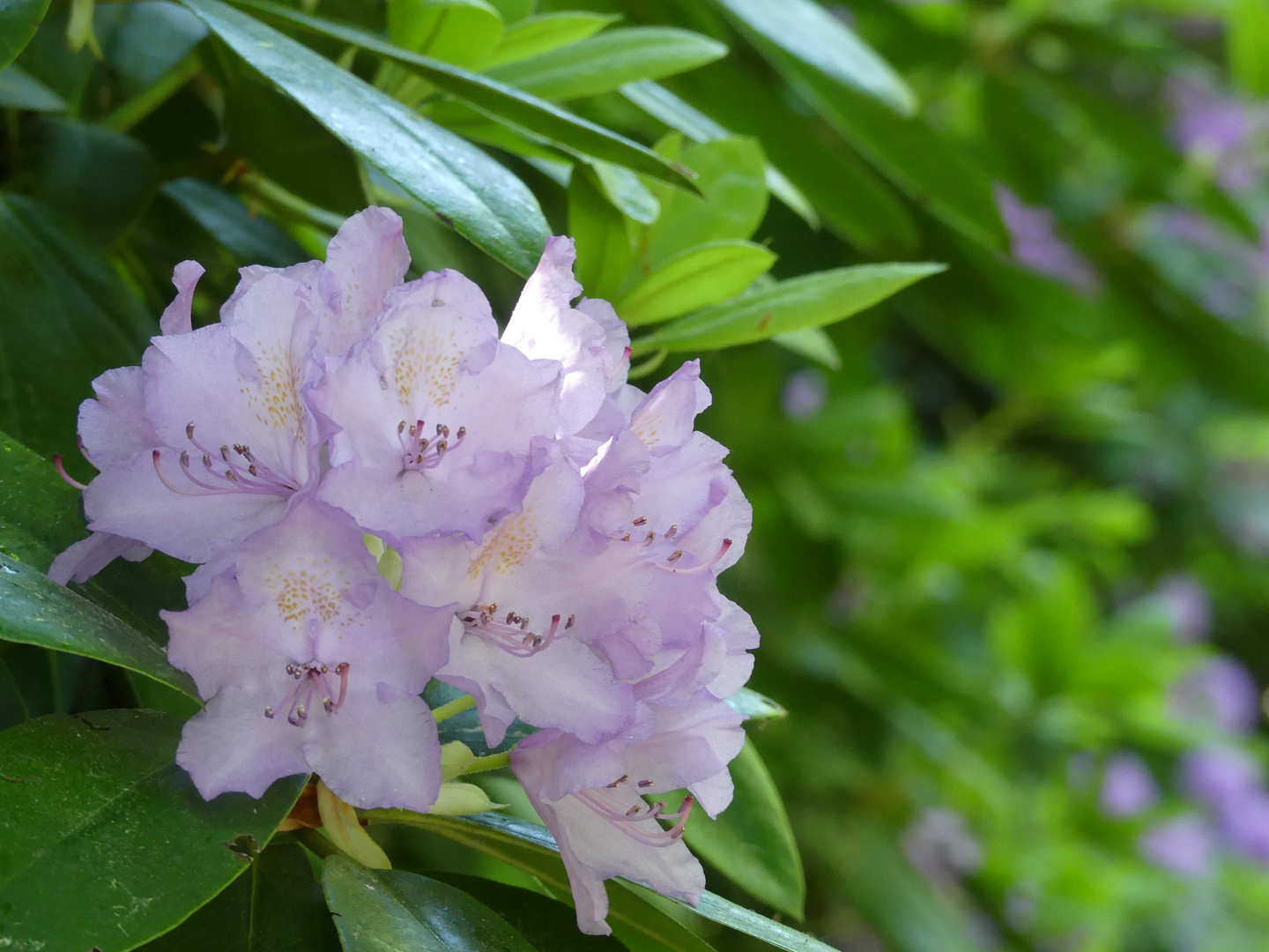 Rhododendron