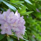 Rhododendron