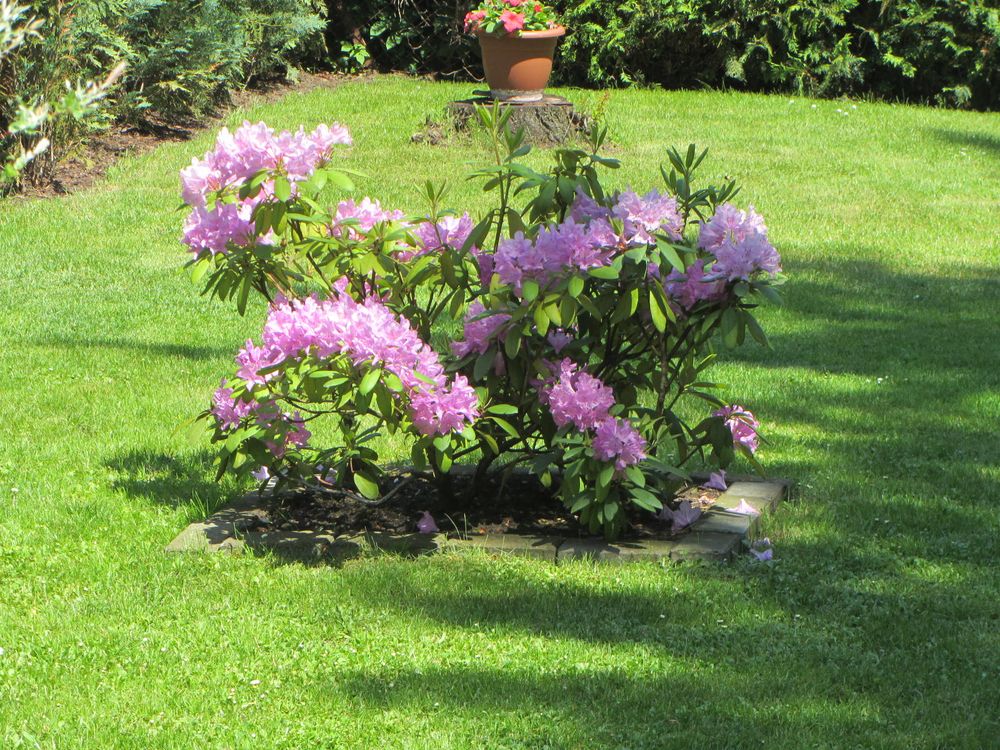 Rhododendron