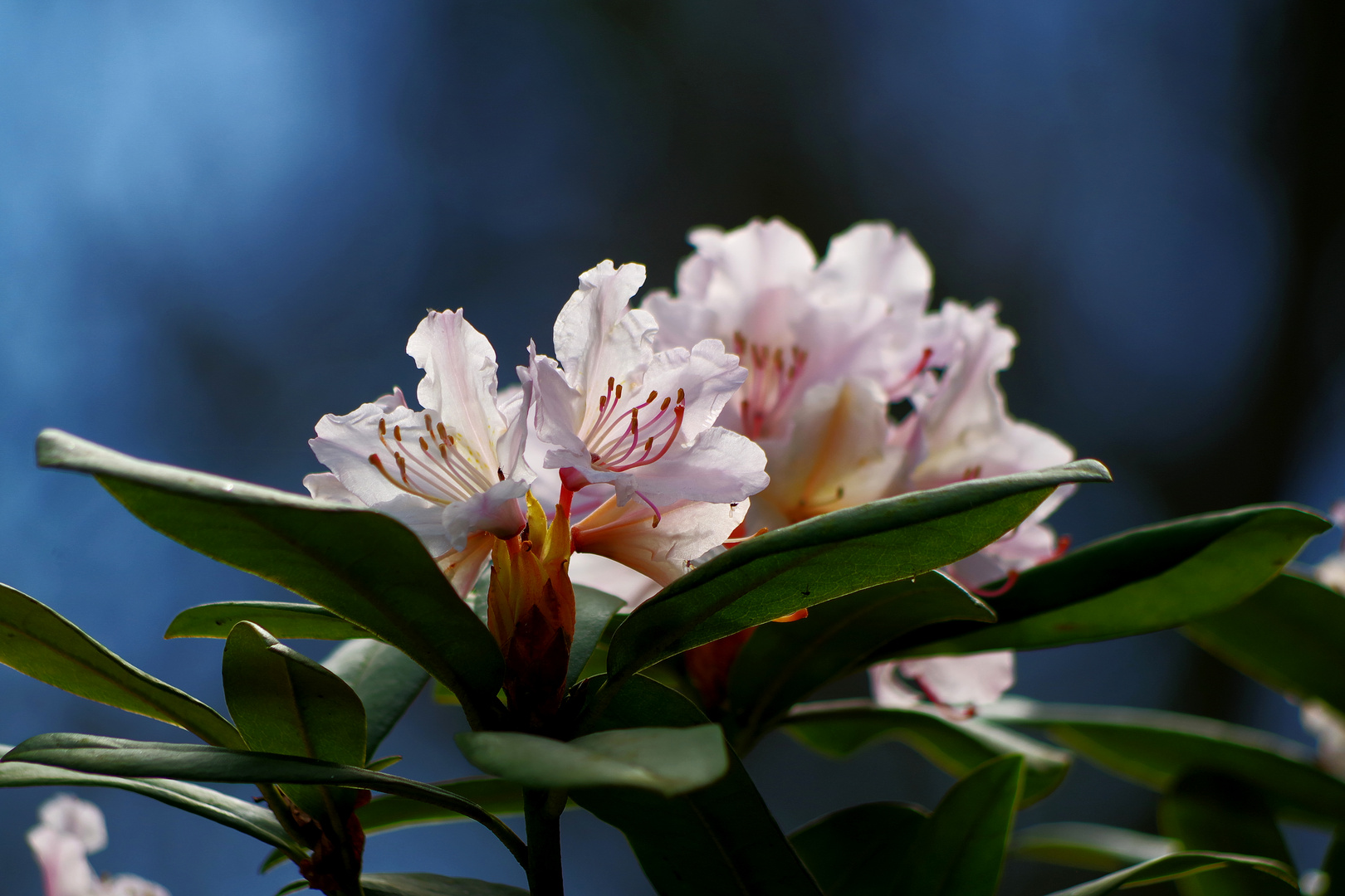 Rhododendron