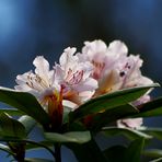 Rhododendron