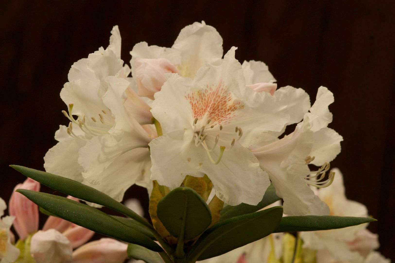 Rhododendron