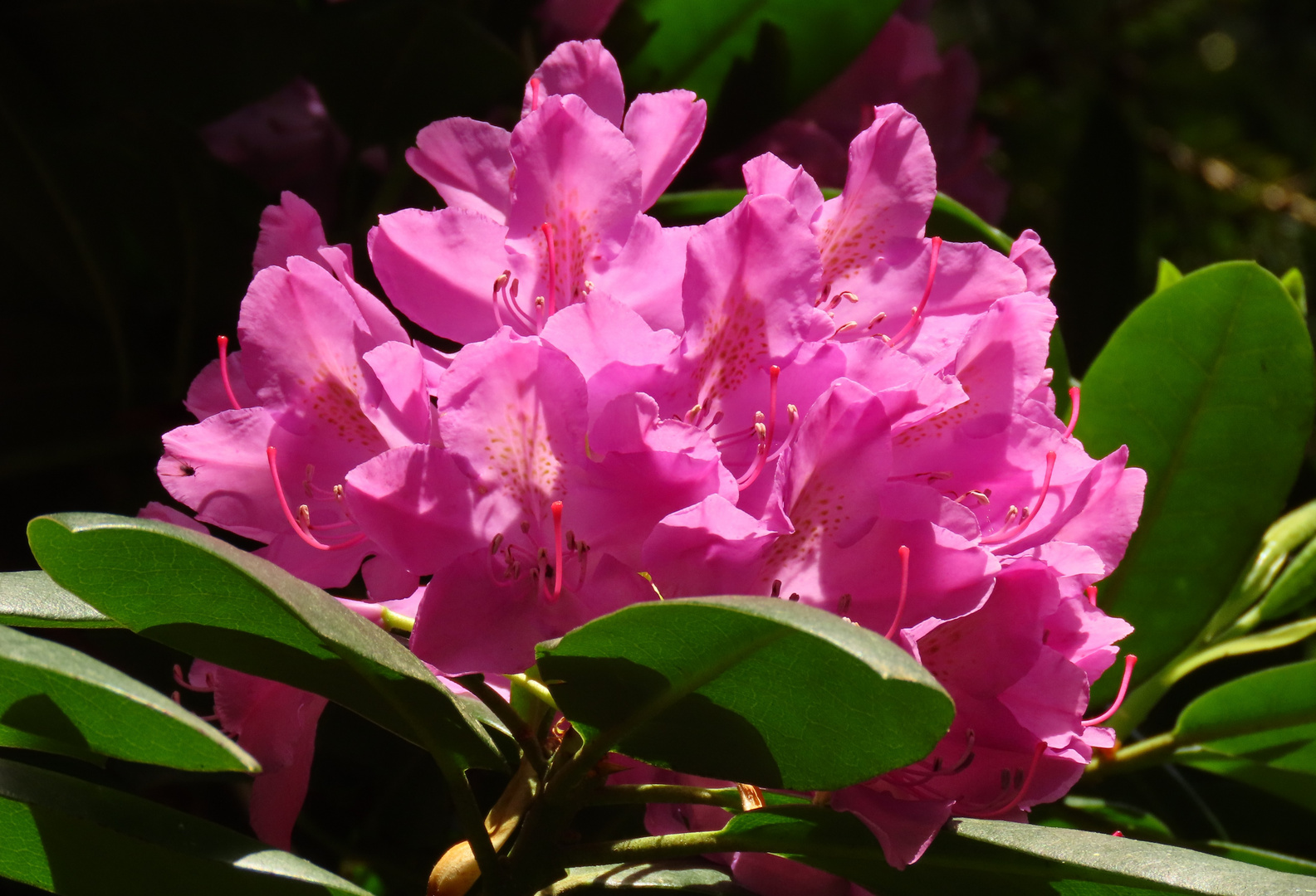 Rhododendron