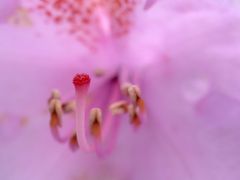 Rhododendron