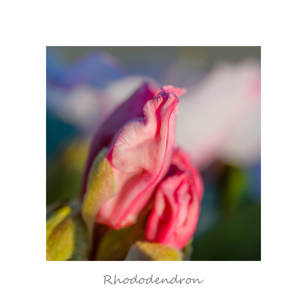 Rhododendron