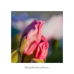 Rhododendron