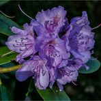 Rhododendron