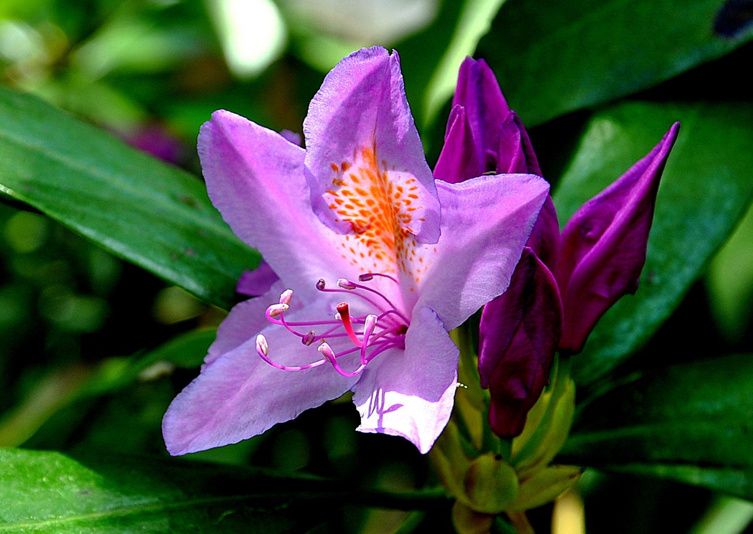 Rhododendron...