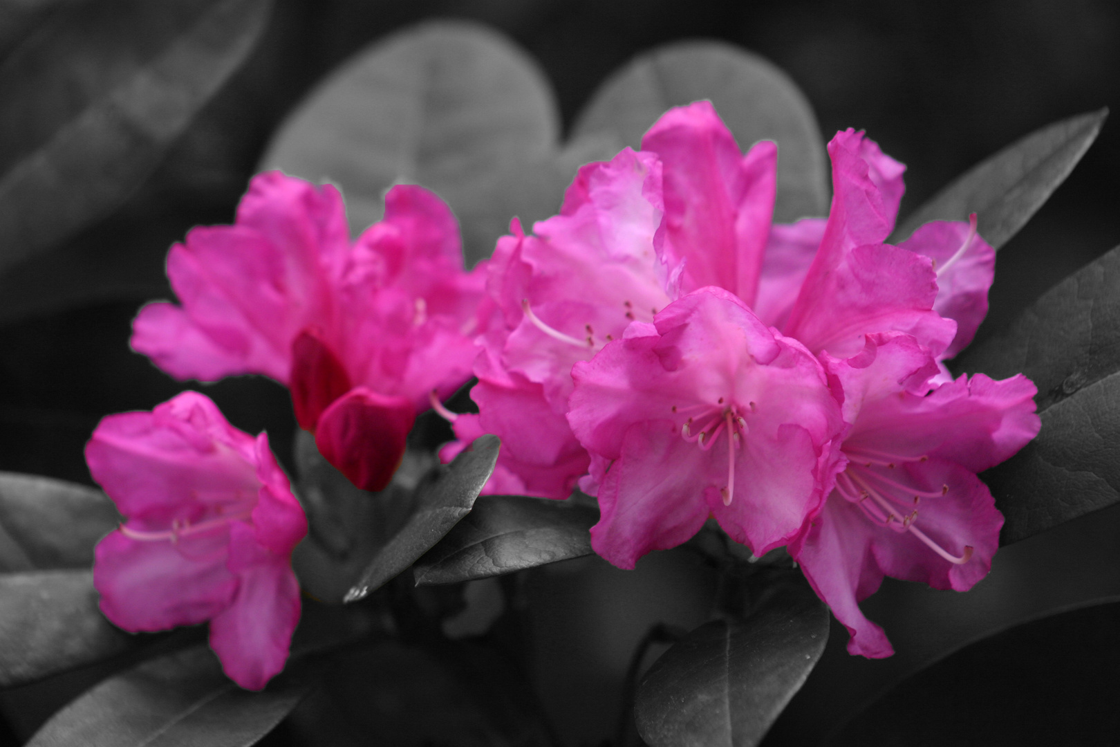 Rhododendron