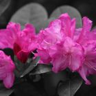 Rhododendron