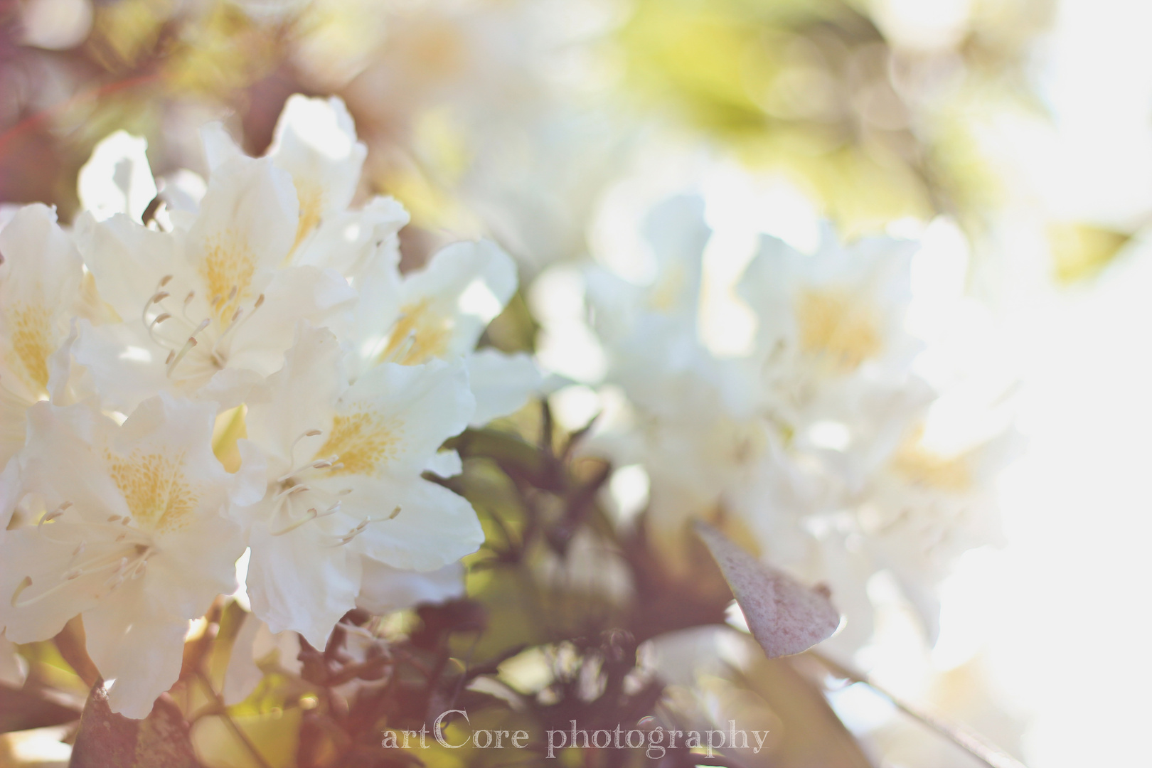 Rhododendron.