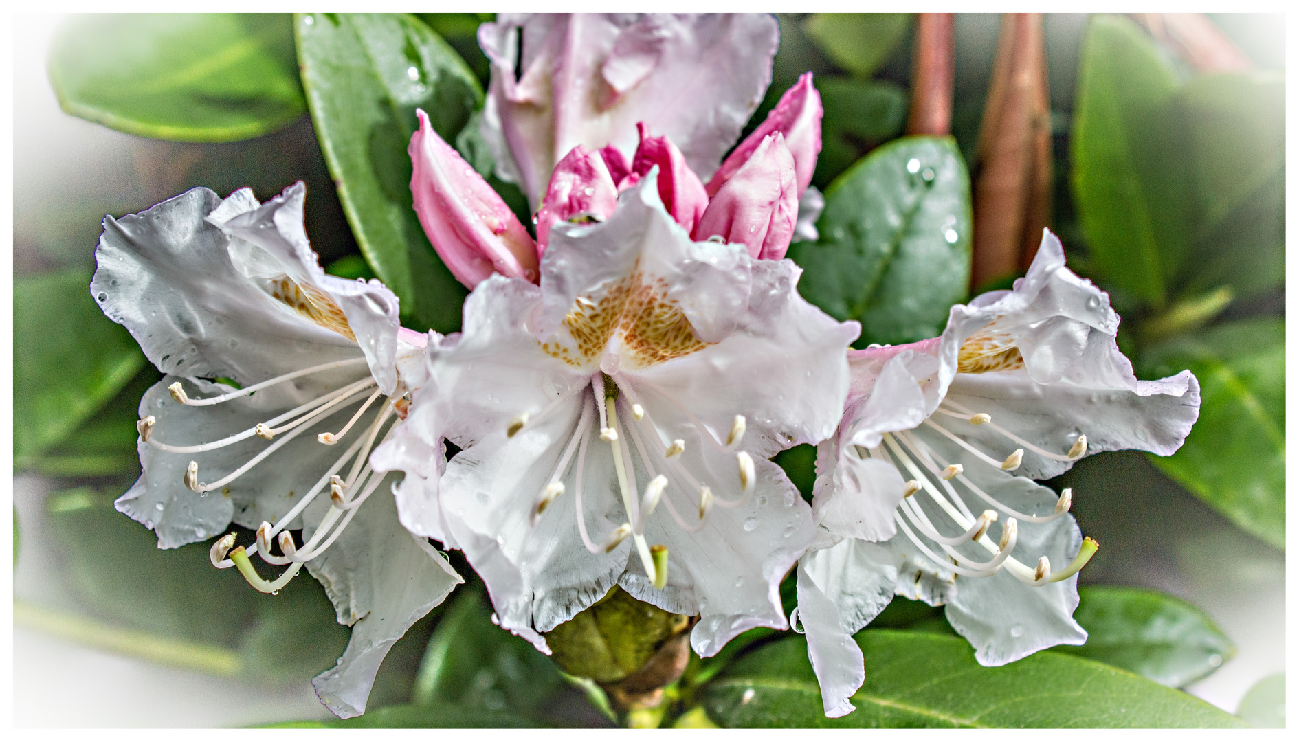 Rhododendron ...