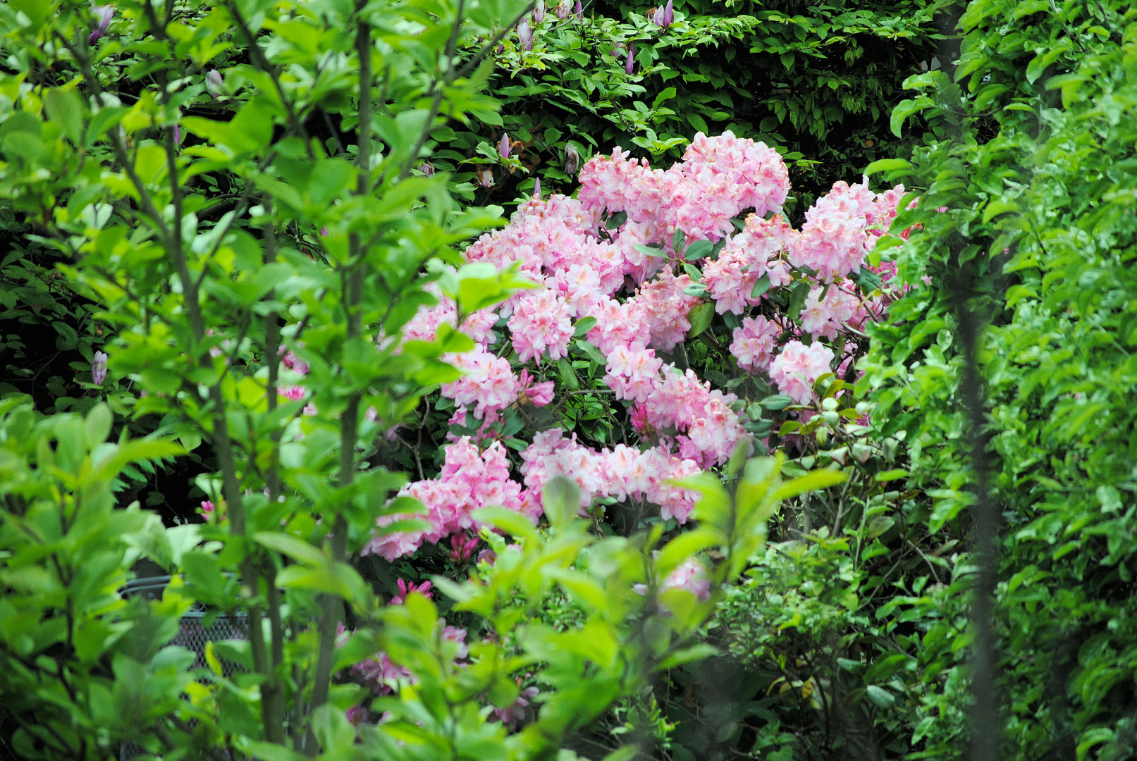 Rhododendron