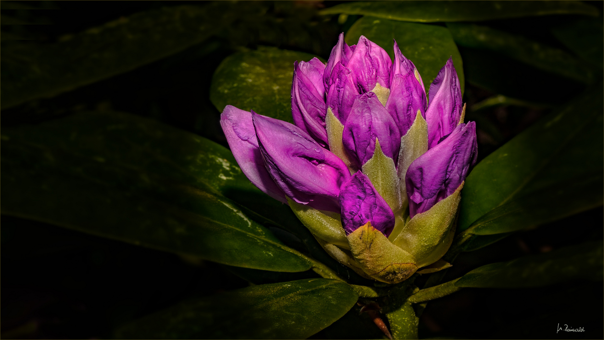 Rhododendron