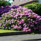 Rhododendron