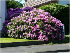 Rhododendron