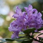 Rhododendron