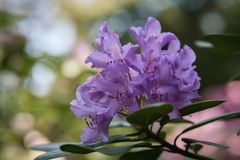 Rhododendron