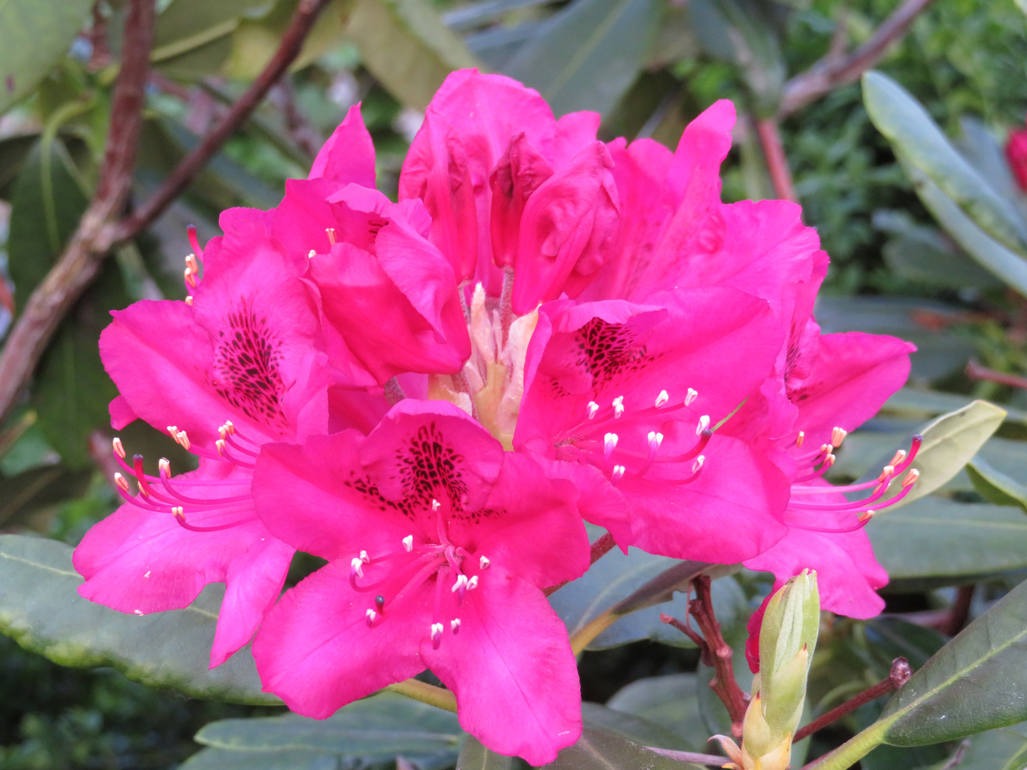 Rhododendron 