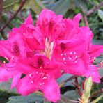 Rhododendron 