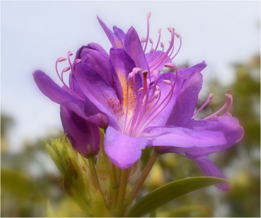 rhododendron