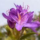 rhododendron