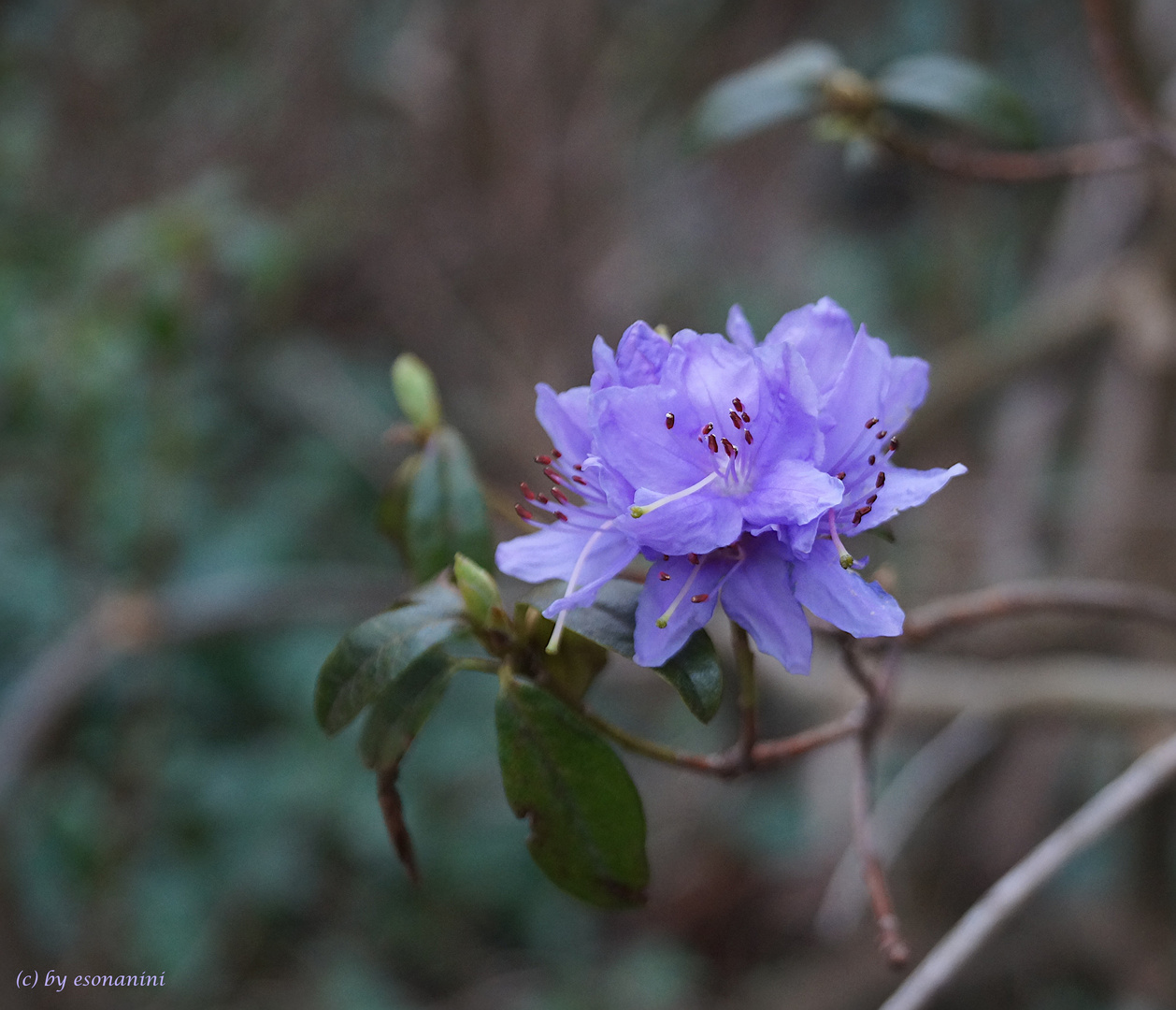 Rhododendron