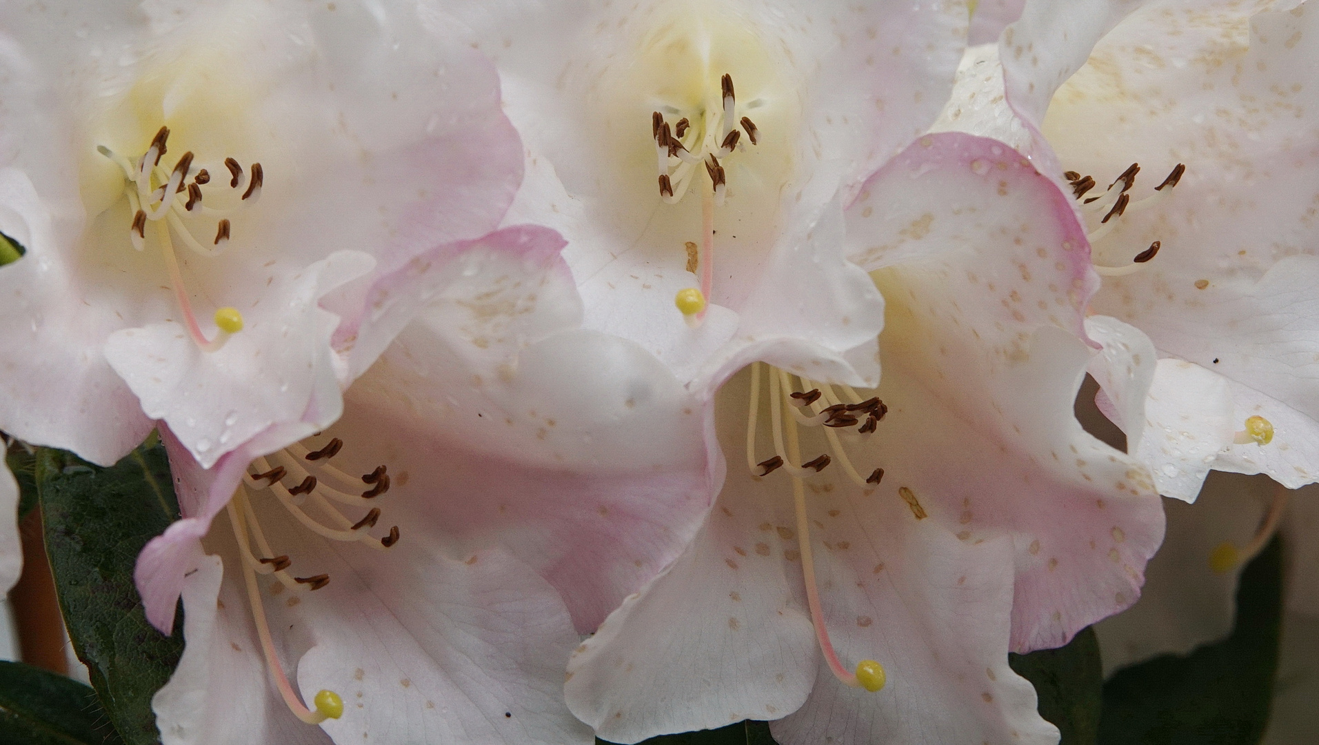 Rhododendron