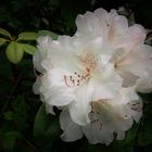 Rhododendron