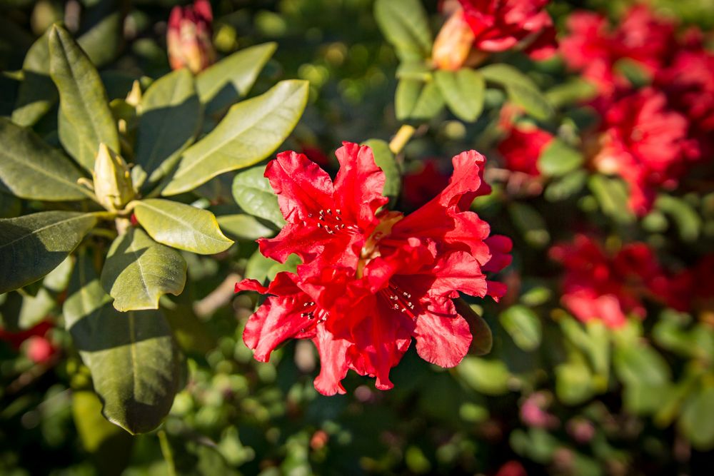Rhododendron Foto & Bild botanik, pflanzen, blüten Bilder auf