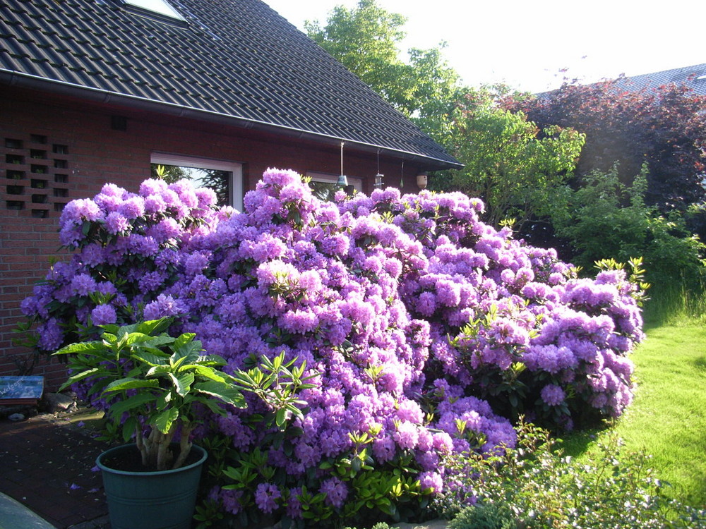 Rhododendron