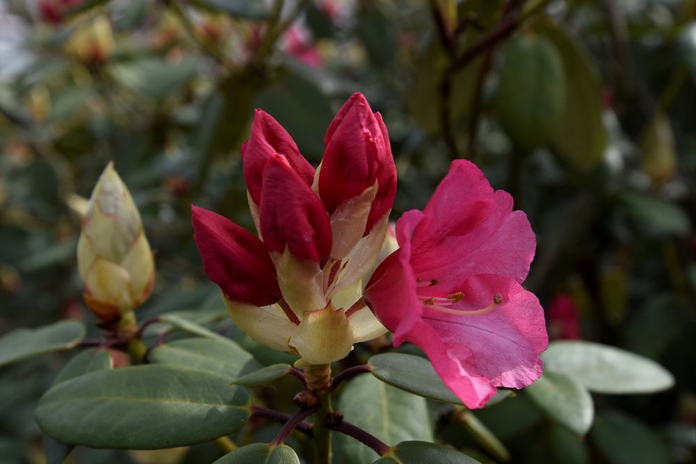 Rhododendron