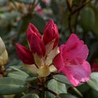 Rhododendron