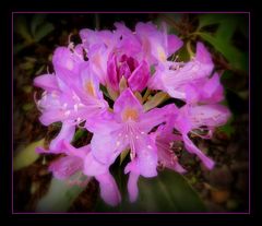 rhododendron