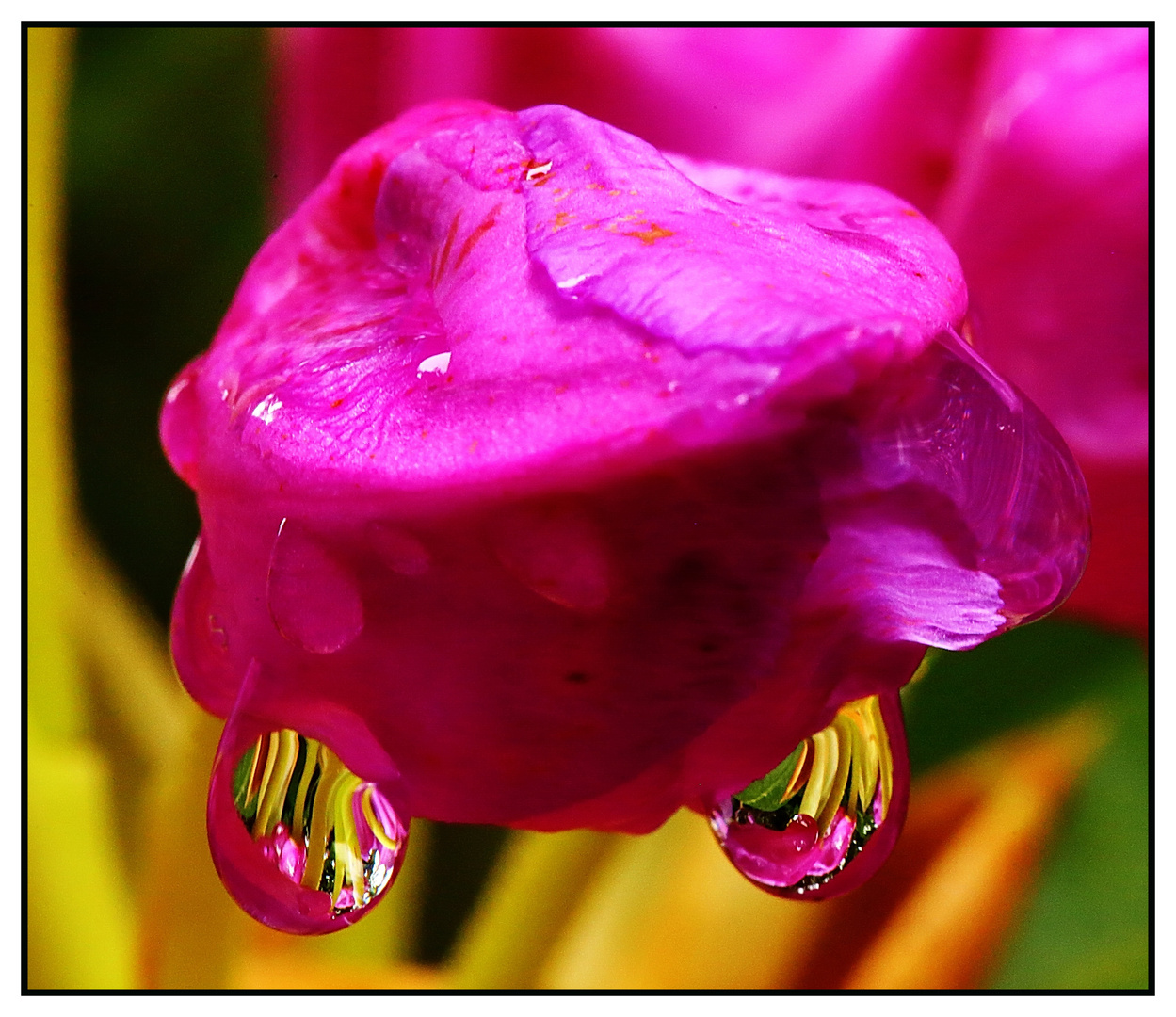 Rhododendron einmal anders