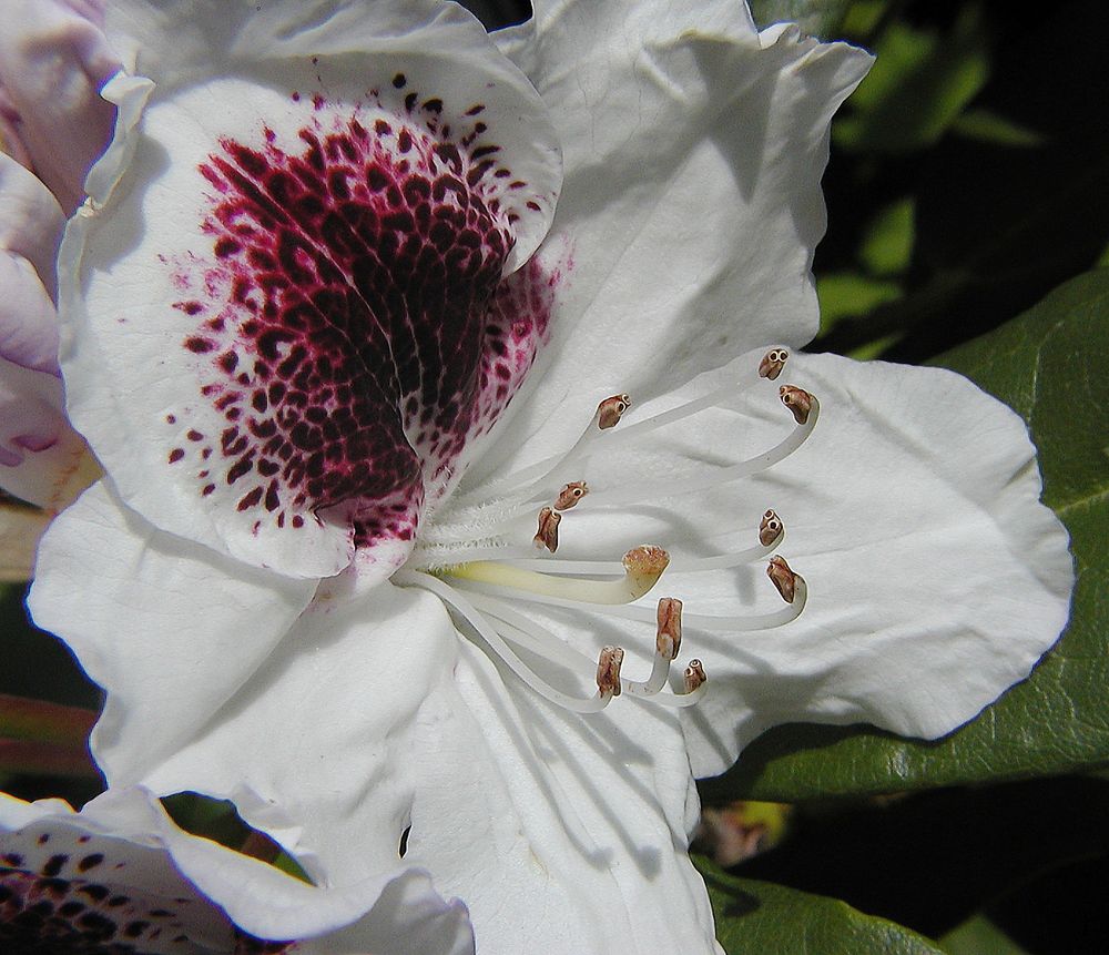 Rhododendron-Einzelblüte mit dunkelrotem Fleck