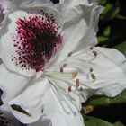 Rhododendron-Einzelblüte mit dunkelrotem Fleck