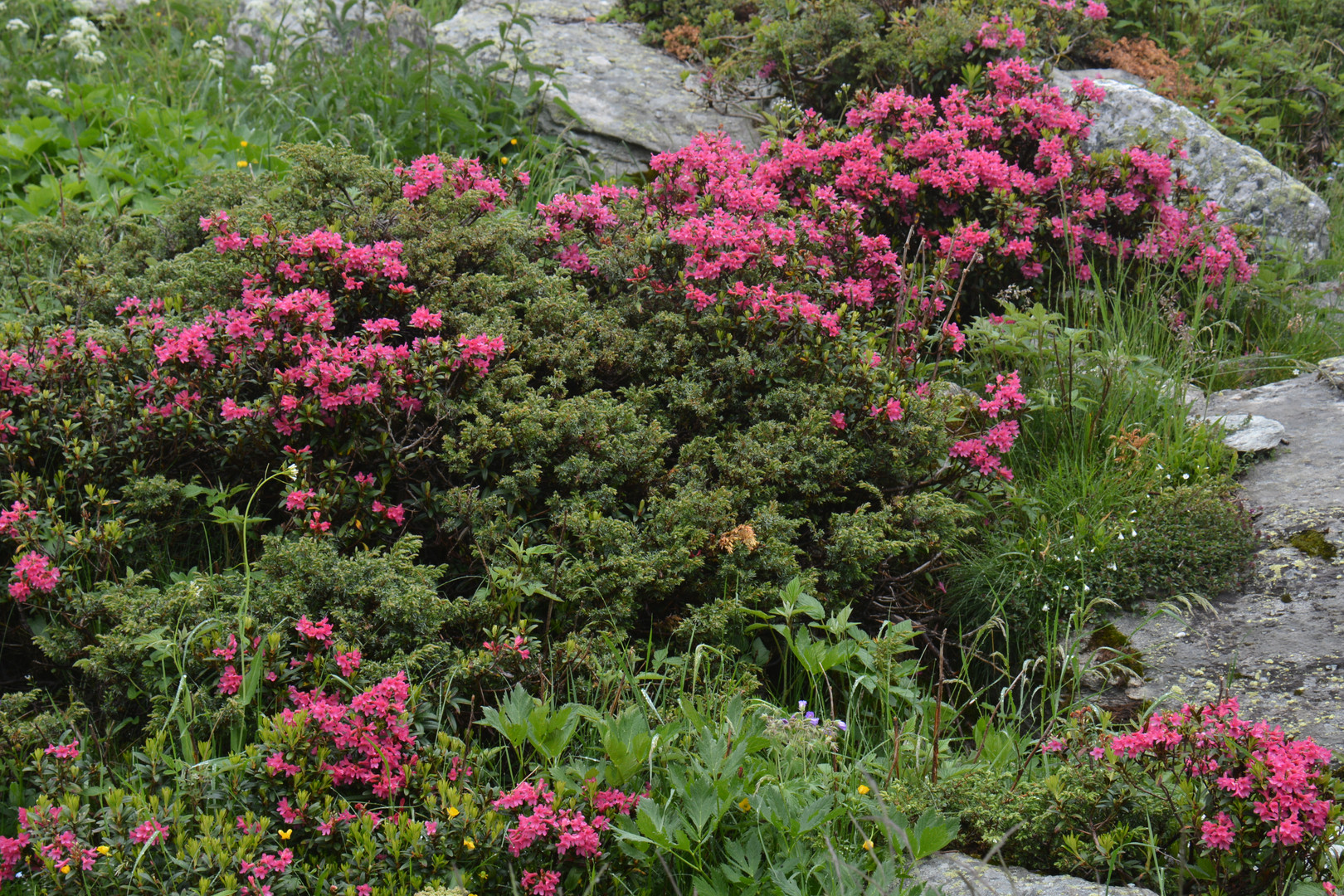 Rhododendron en haute Maurienne