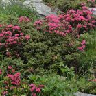 Rhododendron en haute Maurienne